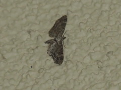 Eupithecia rotundopuncta