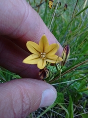 Triteleia ixioides ixioides