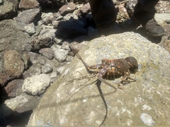 Panulirus inflatus