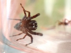 Metaphidippus manni
