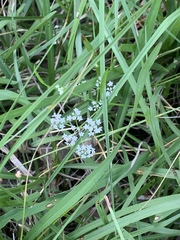 Ptilimnium capillaceum