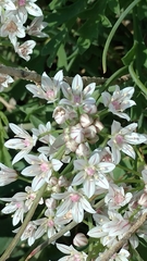 Amerallium