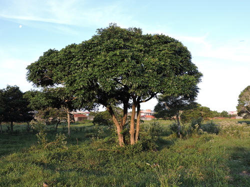 Image of Andira fraxinifolia by (c) Fabrício Mil Homens Riella, some rights reserved (CC BY)