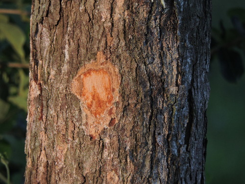Image of Andira fraxinifolia by (c) Fabrício Mil Homens Riella, some rights reserved (CC BY)