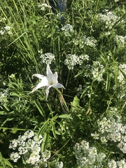Zephyranthes drummondii