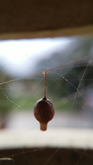 Argyrodes antipodianus
