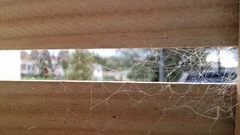 Argyrodes antipodianus