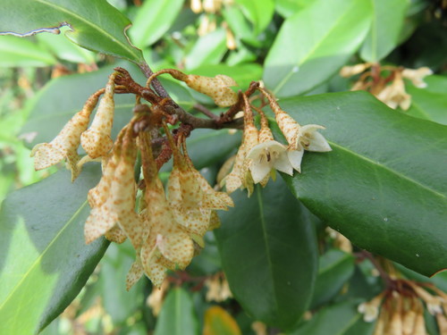 Elaeagnus × reflexa iNat (1)
