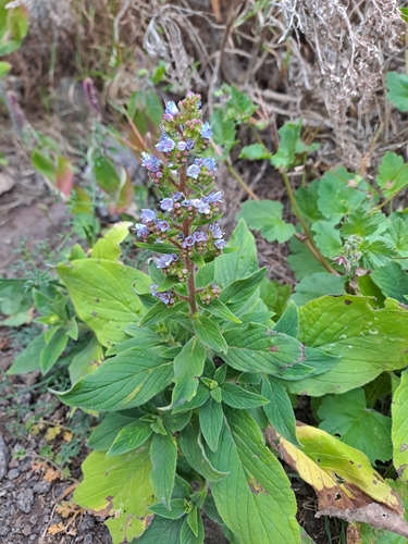 Image of Echium strictum by (c) Amelie Jorns, some rights reserved (CC BY)