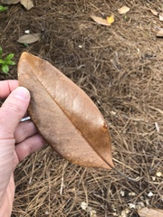 Magnolia grandiflora