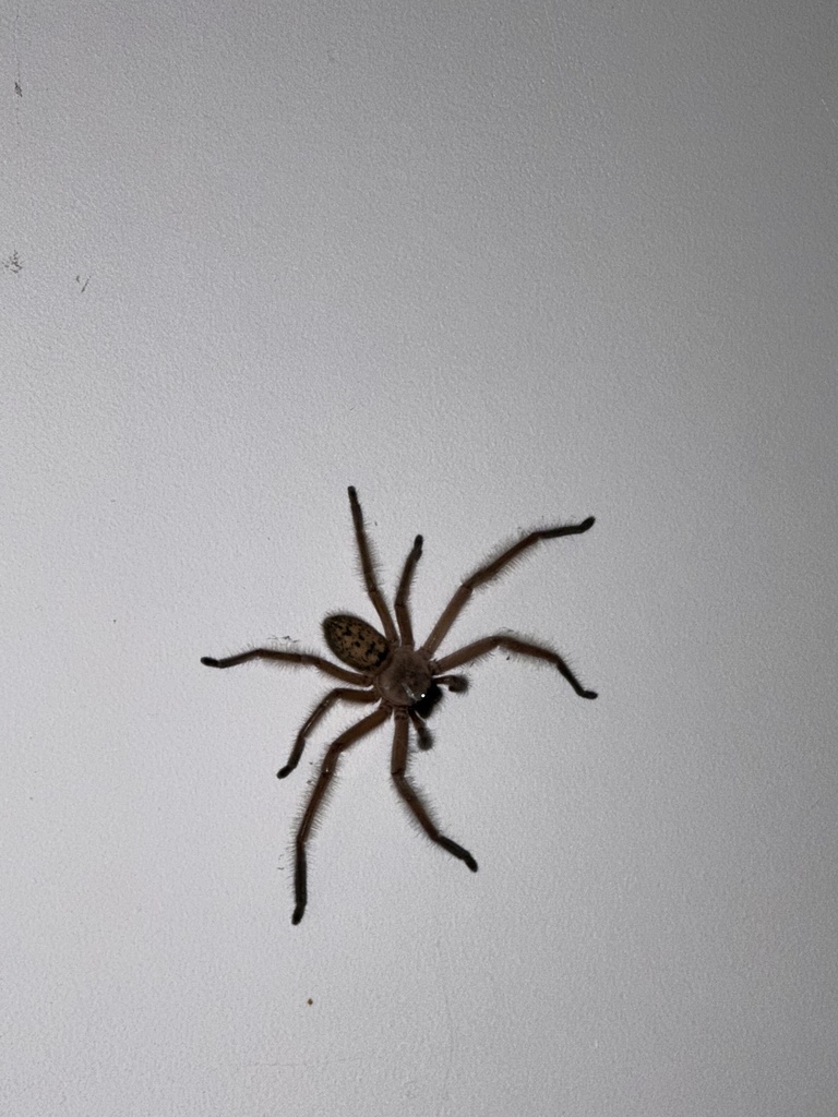 Social Huntsman Spider from Tasmanie, Cradoc, TAS, AU on March 21, 2024 ...