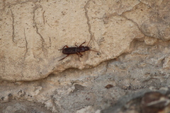 Stenomorphus