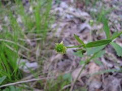 Ranunculus abortivus
