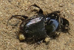 Oniticellus planatus