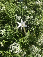 Zephyranthes drummondii