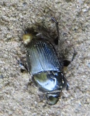 Oniticellus planatus