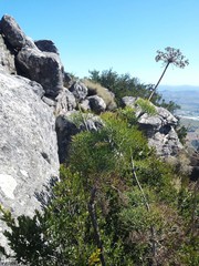 Notobubon capense