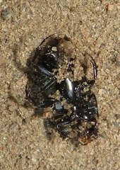 Oniticellus planatus