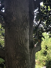 Magnolia grandiflora