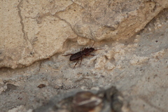 Stenomorphus