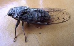 Cicada cretensis