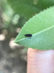 Magdalis barbicornis