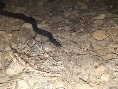 Atractus paisa