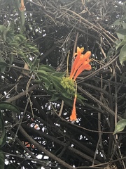Pyrostegia