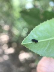 Magdalis barbicornis