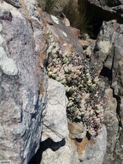 Oscularia caulescens