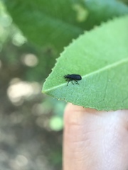 Magdalis barbicornis