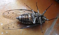 Cicada cretensis