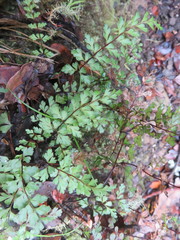 Lindsaea trichomanoides