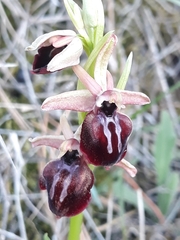 Ophrys mammosa