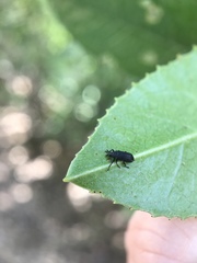 Magdalis barbicornis