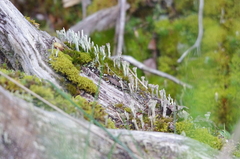 Cladonia asahinae