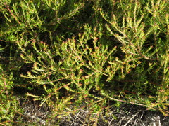 Diastella proteoides