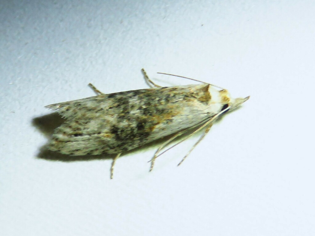 Ellabella editha