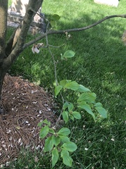 Cornus florida