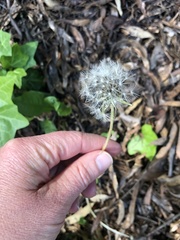 Taraxacum officinale