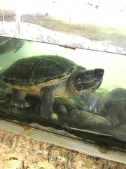 Staurotypus