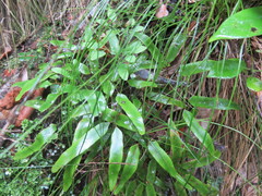 Lygodium articulatum