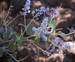 Ceanothus arboreus