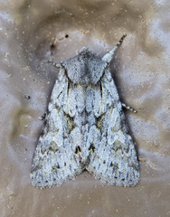 Lacinipolia patalis