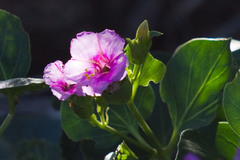 Mirabilis multiflora pubescens