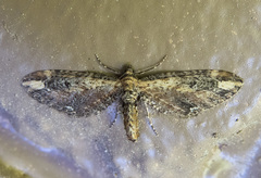 Eupithecia subapicata