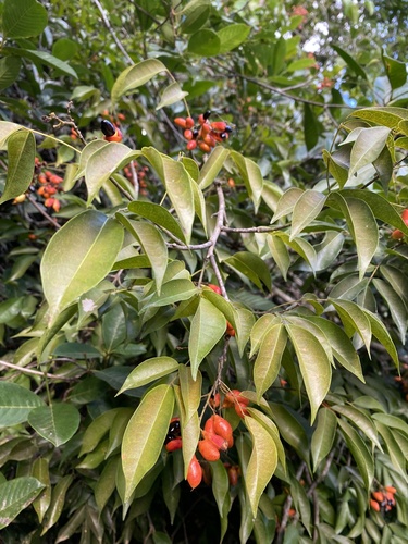 Rourea gardneriana