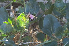 Mirabilis multiflora pubescens
