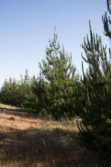 Pinus radiata binata
