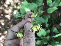 Rugelia nudicaulis